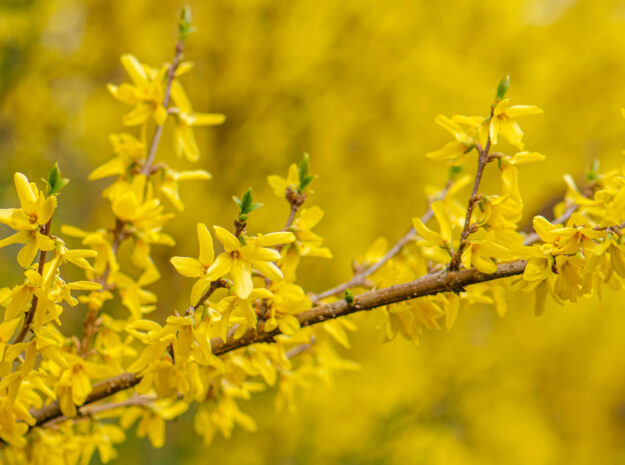 April Yellow Flowers
