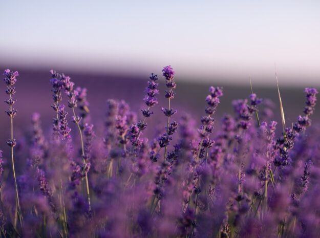 Lavender field of flowers