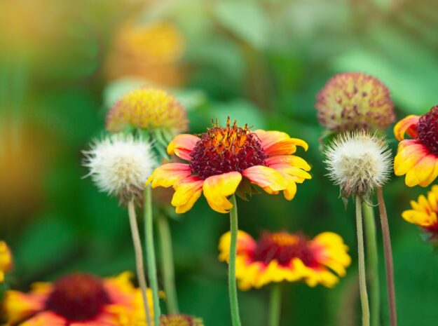 Glade,Of,Red,Yellow,Indian,Blanket,Flower,Gaillardia,Pulchella.,Sunny